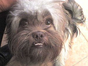 Pavlov