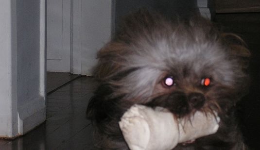 Pavlov versão 