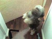 pavlov de pé